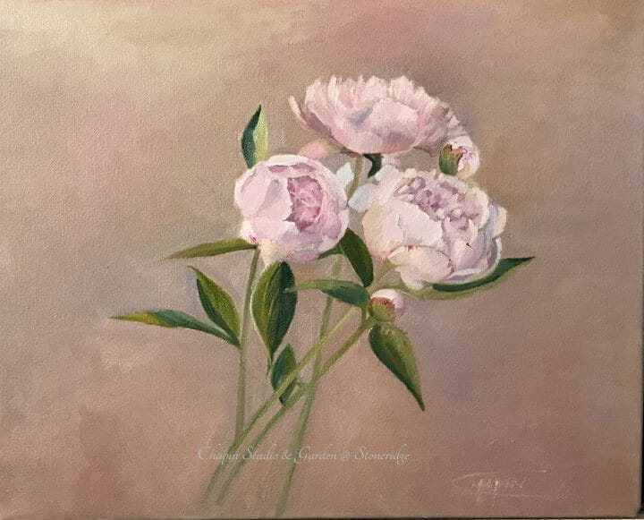 Peonies, pink cream floral painting by Deborah Chapin
