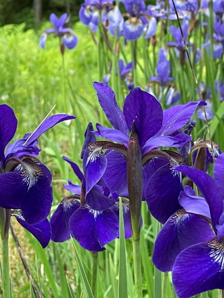 Siberian Iris in the Garden