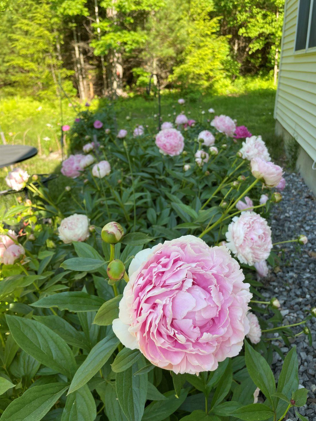 Peonies in the Garden Garden Delights for all Seasons... New B&B at Chapin Gallery @ Stoneridge in Bristol, ME